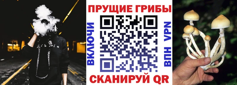 мега онион сколько стоит Данков Галлюциногенные грибы Psilocybine cubensis